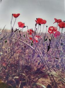 amapola